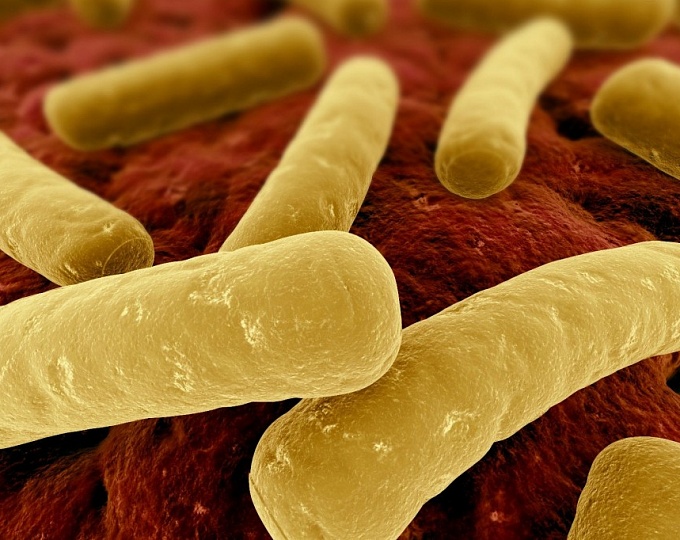 Инфекция Clostridium difficile у взрослых Инфекция Clostridium difficile у взрослых