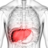 Как почистить печень? Как почистить печень?