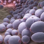 Candida в кале – это опасно