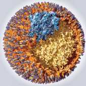 Липопротеин(а) и ApoB: важнее «общего холестерина» Липопротеин(а) и ApoB: важнее «общего холестерина»