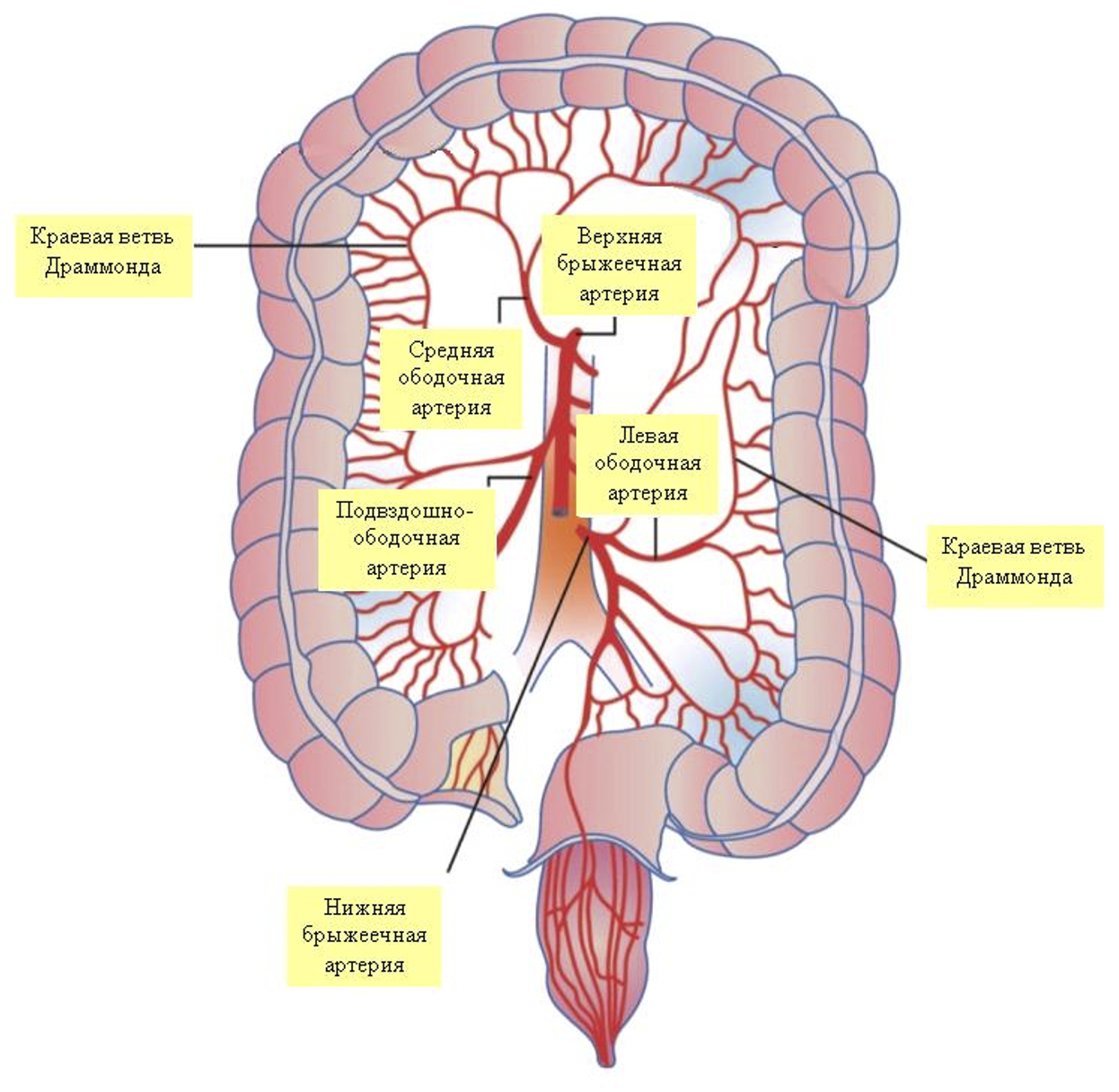 Средняя ободочная артерия. Хронический ишемический колит. Ишемический колит этиология.