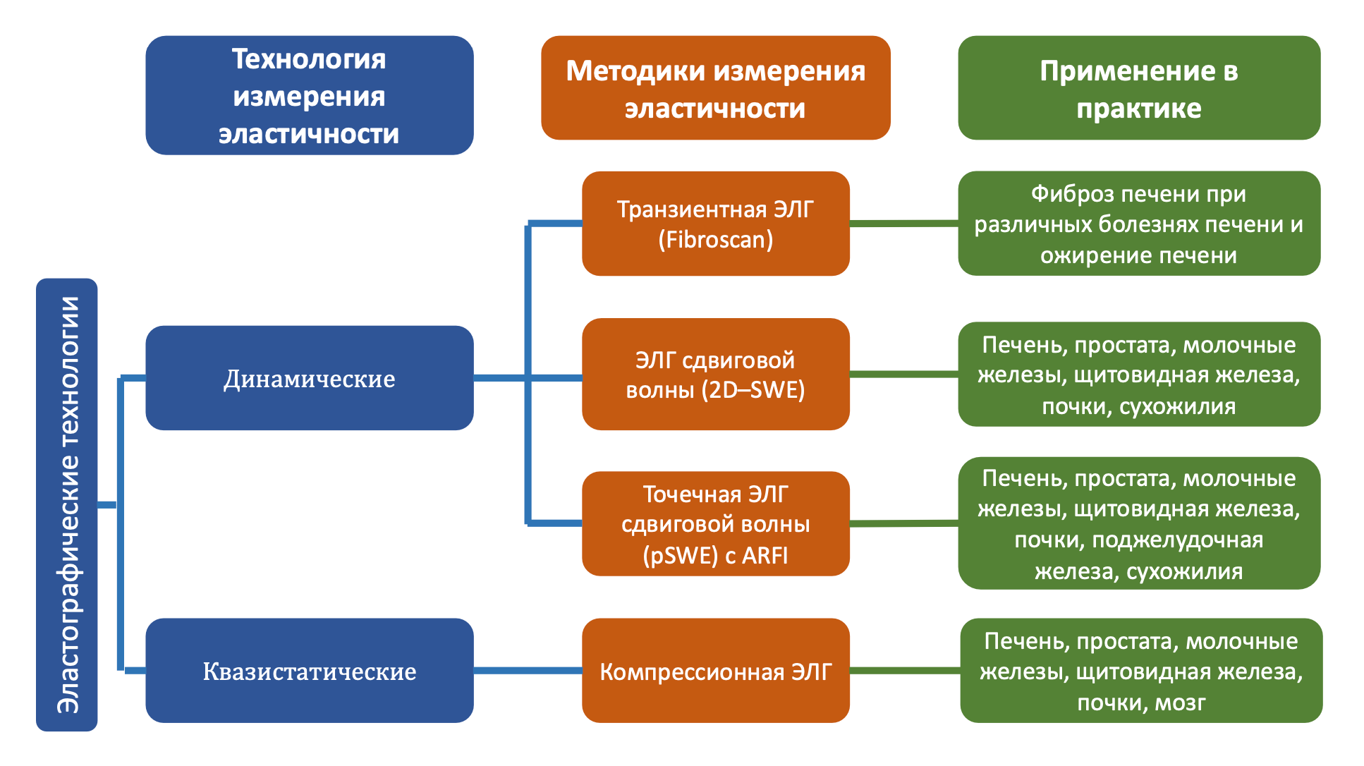 Сделайте эластографию печени, молочных желез и других органов в ЭКСПЕРТ.  Клиника в центре СПб.