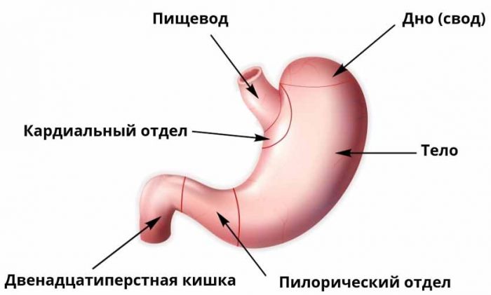 Желудок картинка с подписями