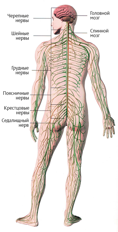 Лечение нервной системы